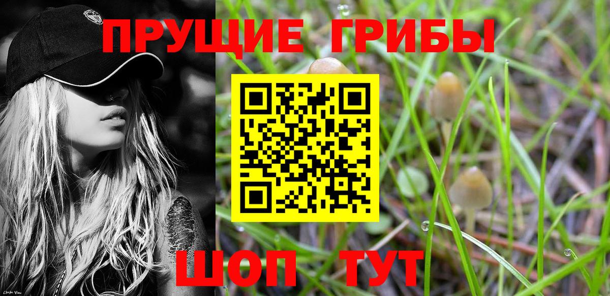 Галлюциногенные грибы Psilocybine cubensis Клинцы